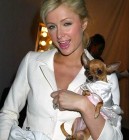 Paris Hilton imádott kutyáit gyászolja