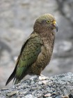 Papagájok gyilkolnak juhokat Új-Zélandon