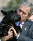 Bush is ember - ha kell, kutyagumit takarít - fotóval