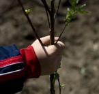 Országonként egymillió fát akar ültetni egy 12 éves fiú