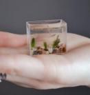 Íme a világ legkisebb akváriuma - fotóval
