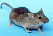 A Lidlben vett sörben 13 centis egeret találtak