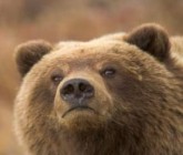 Medve támadt egy férfire Szlovéniában