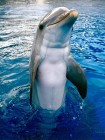 A delfineknek fáj a gyorsúszás