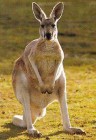Kenguru betolakodók Ausztráliában!