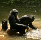 A csimpánzok is használnak szexuális segédeszközt