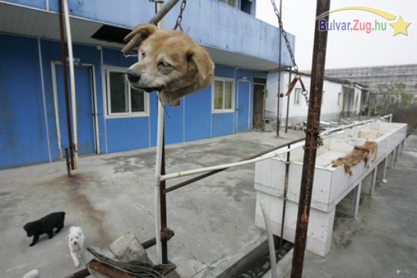 Még mindíg sok a kutyaevő Jiangsu tartományban