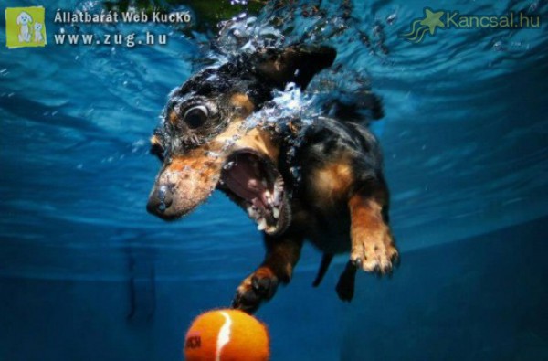 Víz alatti kutyaélet - fotók a kutyastrandról