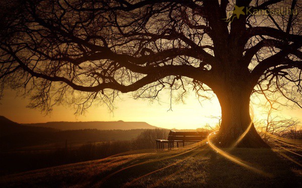 50 bölcselet egy idős fától