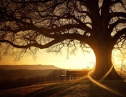 50 bölcselet egy idős fától
