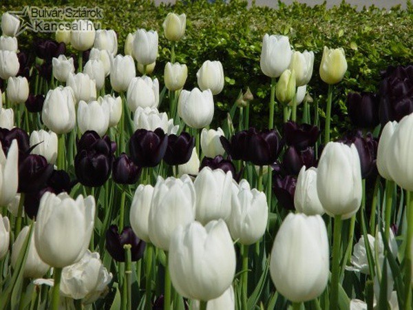 Fekete-fehér tulipánok
