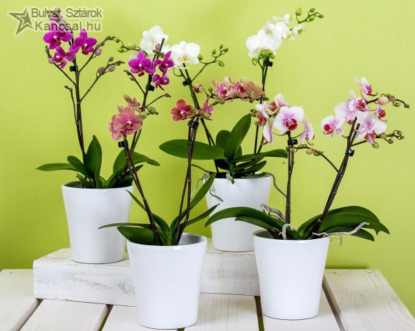 Gyönyörű orchideák