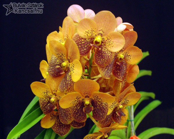 Különleges orchidea
