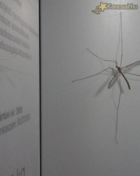 15 centis szúnyog (a liftben) - ez normális itt Magyarországon?