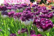 Különleges tulipánok