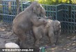 Szexelõ budapesti elefántok