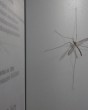 15 centis szúnyog (a liftben) - ez normális itt Magyarországon?