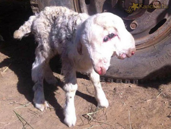 Kétfejű bárány született - fotóval